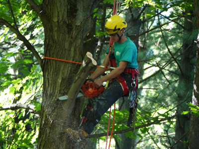 Tree limb cutting
